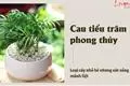 Cau tiểu trâm phong thủy: Có tác dụng gì mà dân văn phòng ai ai cũng yêu thích